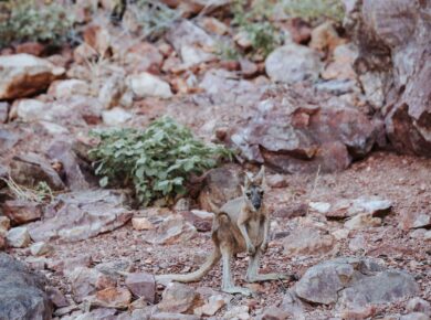 Full length cute young kangaroo standing on vast stony ground in natural habitat