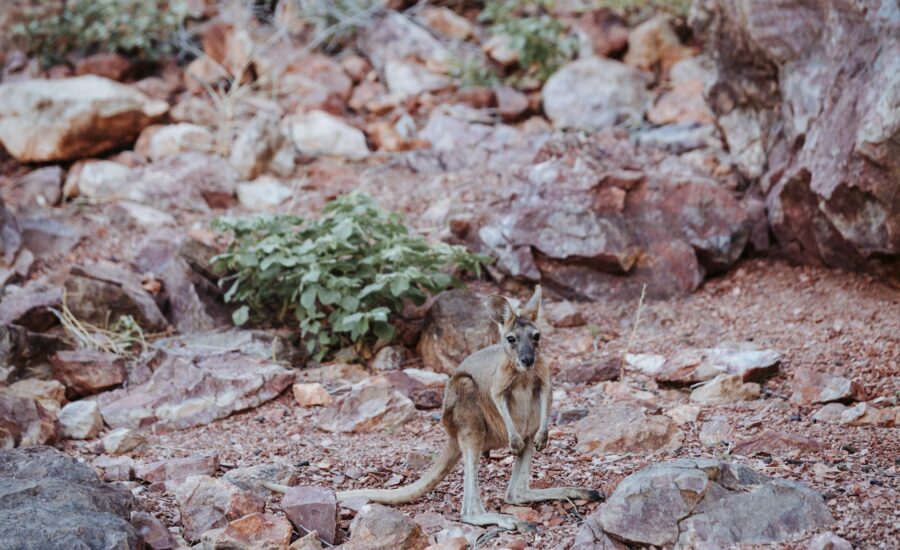 Full length cute young kangaroo standing on vast stony ground in natural habitat